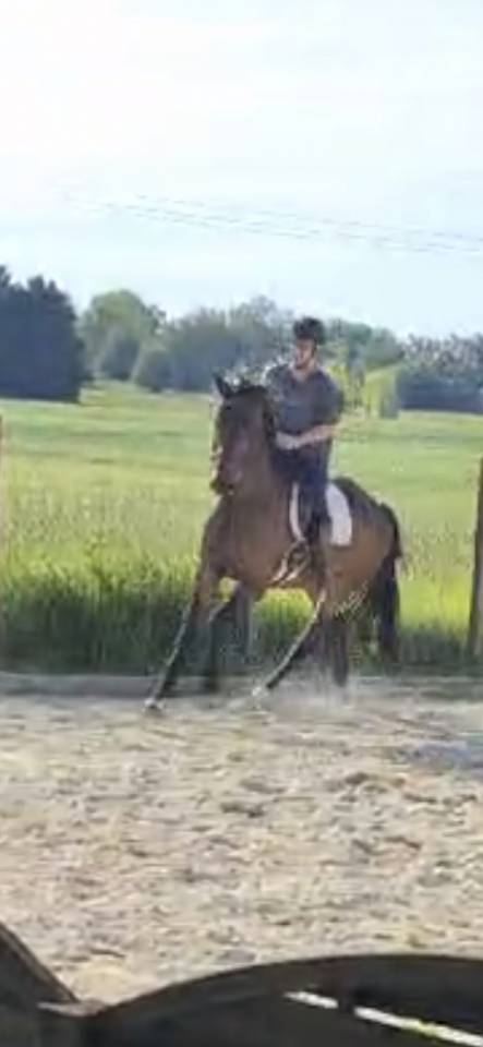 A vendre: Hongre KWPN 7 ans
