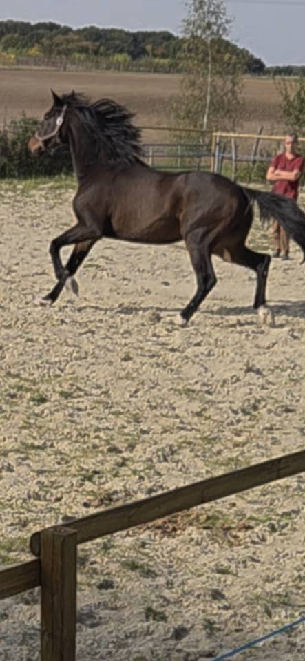 A vendre: Hongre KWPN 7 ans