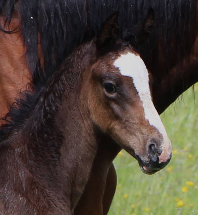 Poulain SF par ulmar mail x Fleuron St Lois