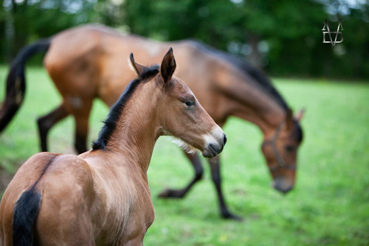 Poulain Pure Race Espagnole bai + Prl