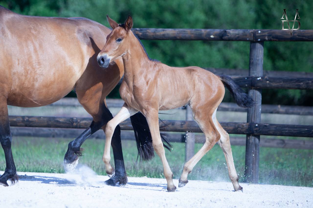 Poulain Pure Race Espagnole bai + Prl