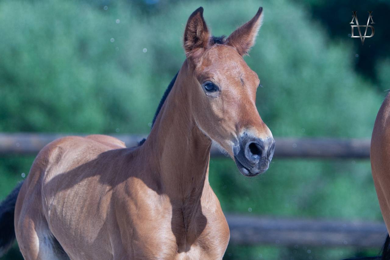 Poulain Pure Race Espagnole bai + Prl