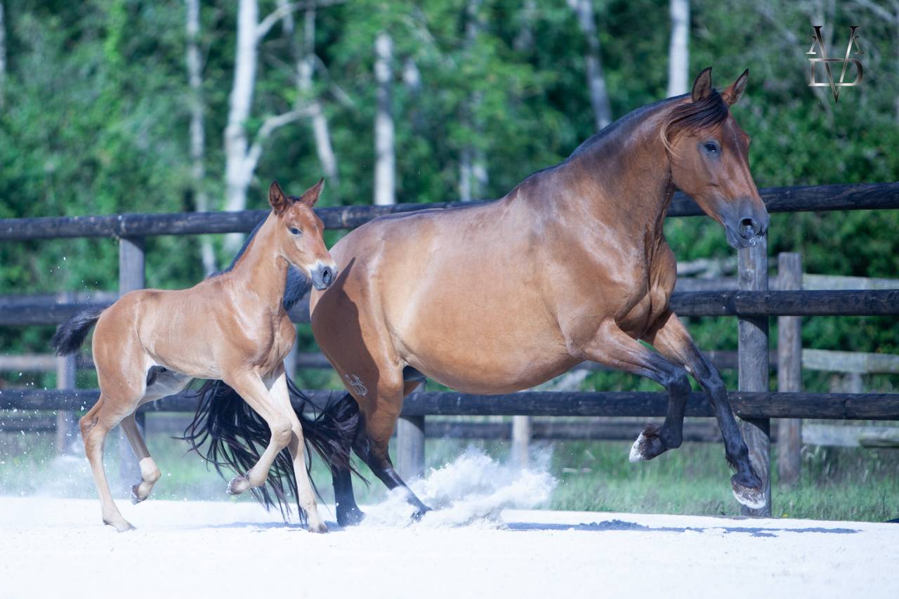 Poulain Pure Race Espagnole bai + Prl