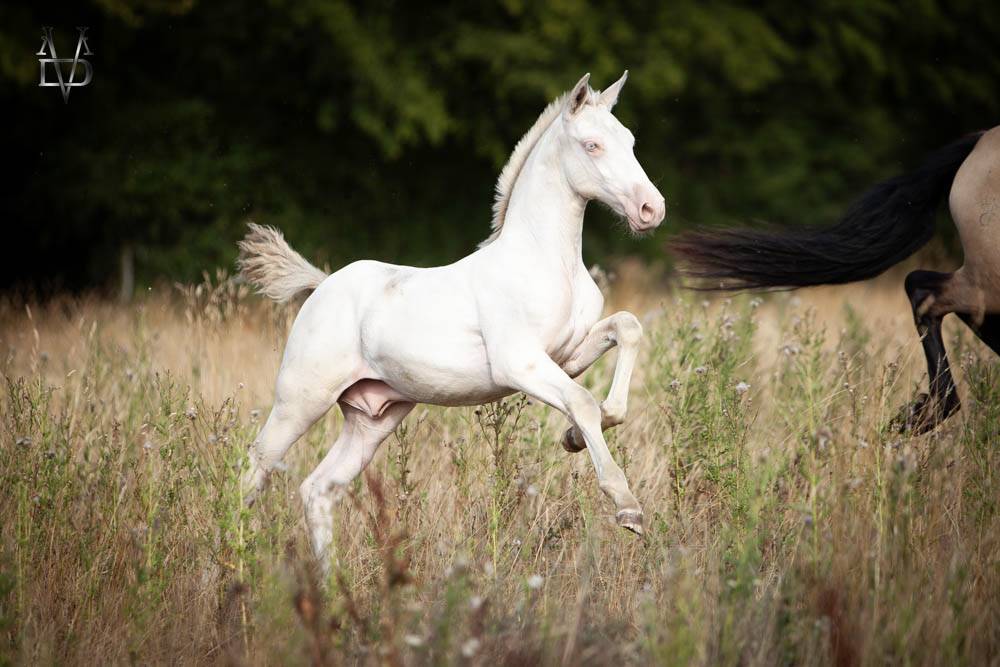 Poulain Pure Race Espagnole Perlino