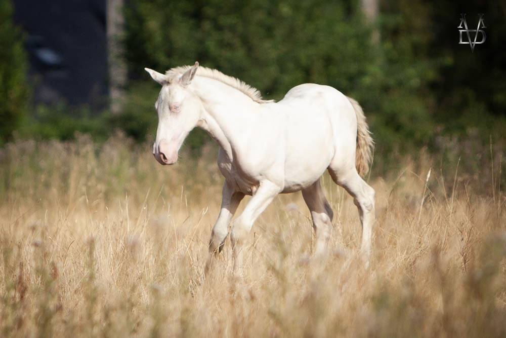 Poulain Pure Race Espagnole Perlino