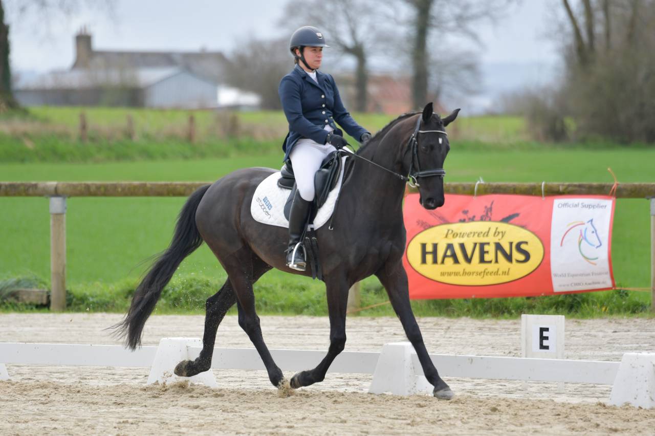 cheval dressage