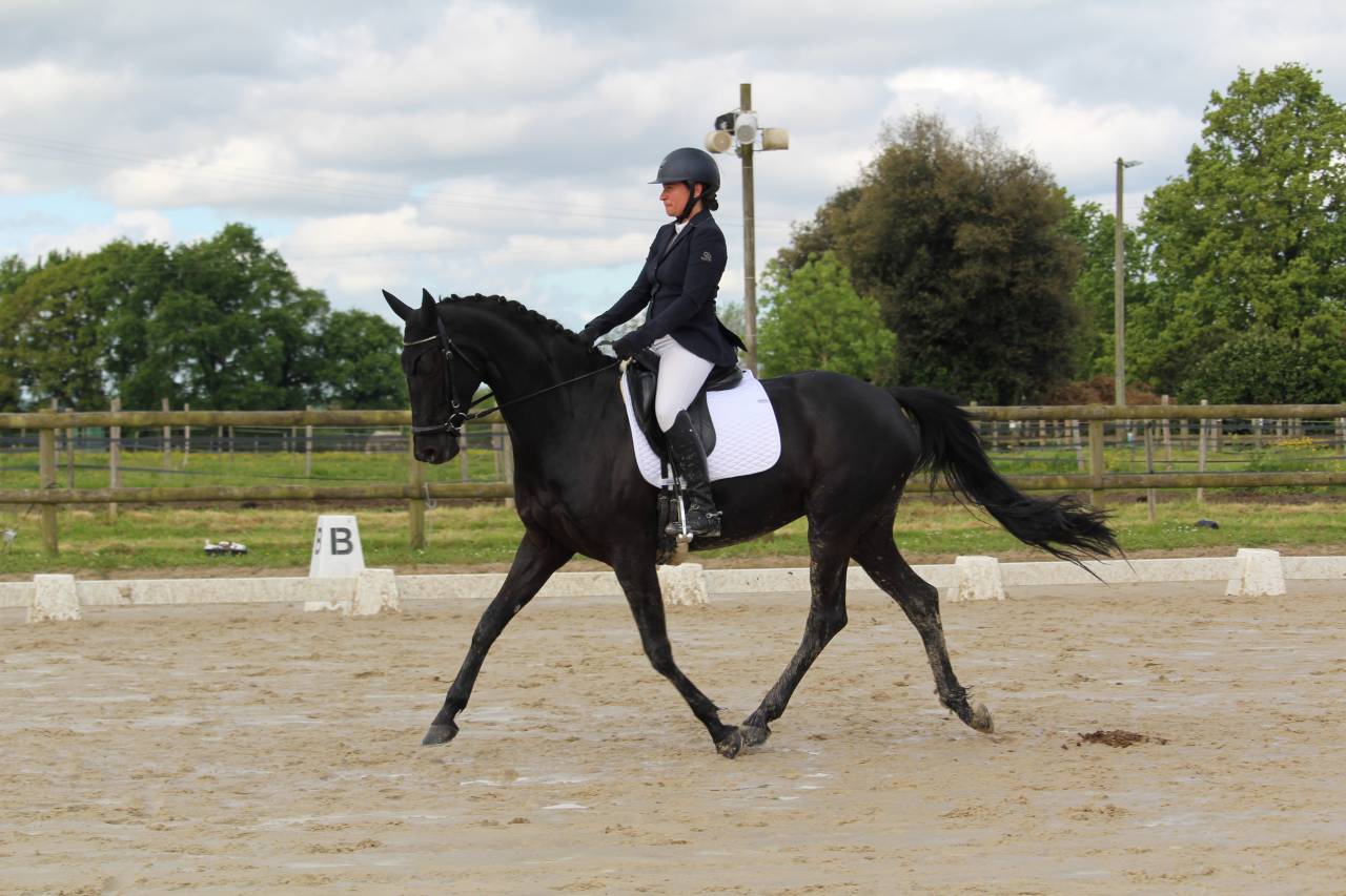 cheval dressage