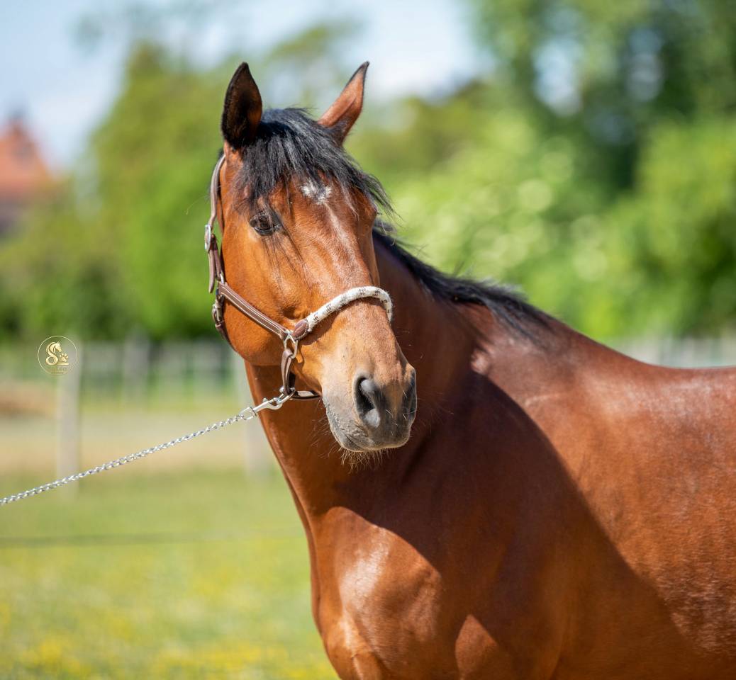 Cheval 