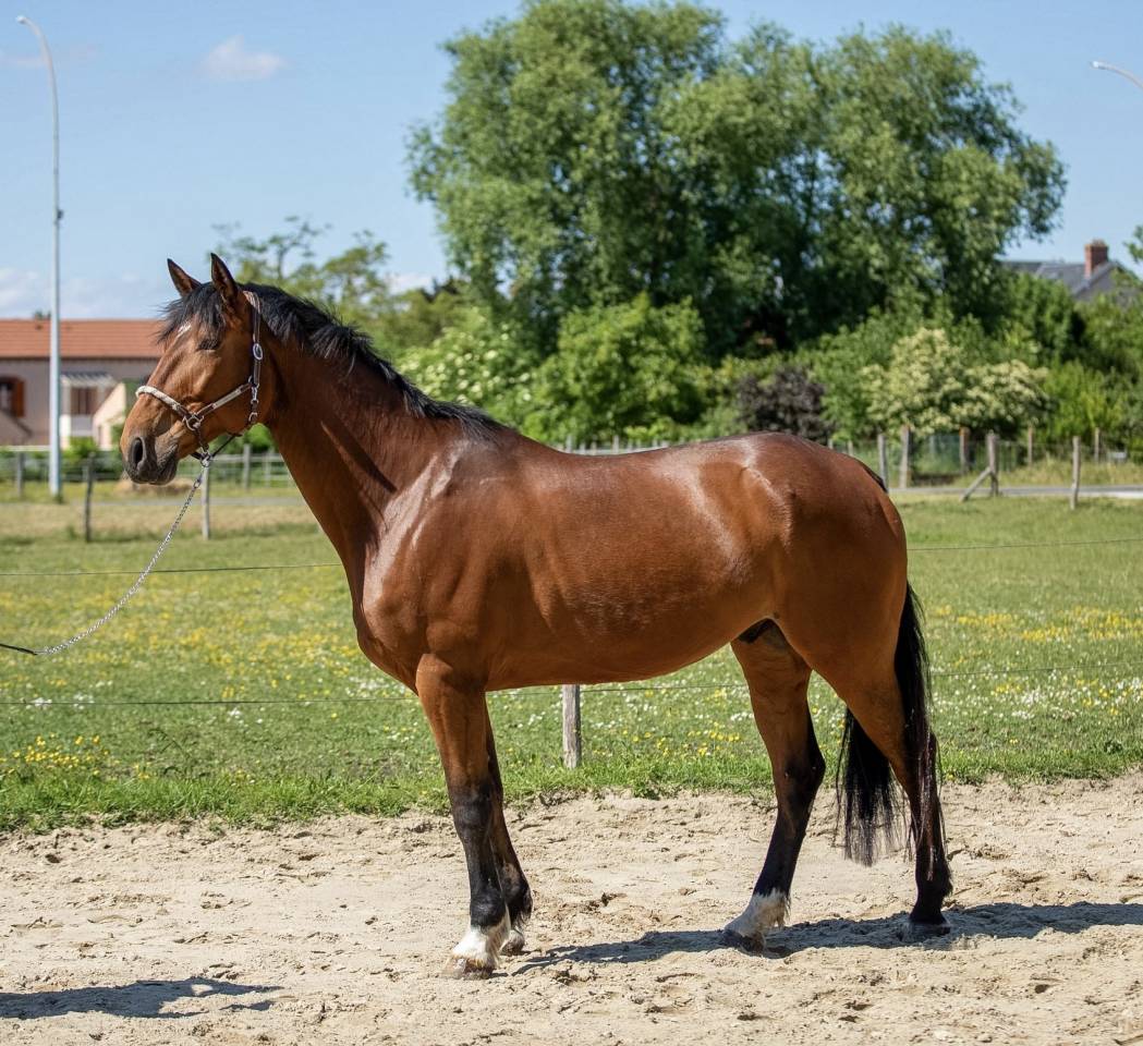 Cheval 