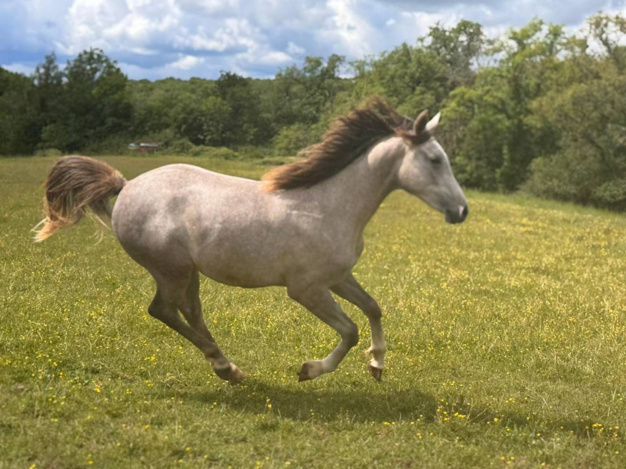 Poulain Arabe hongre