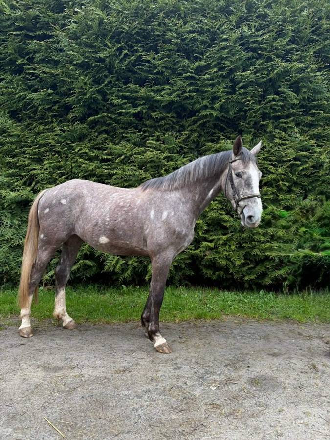 cheval