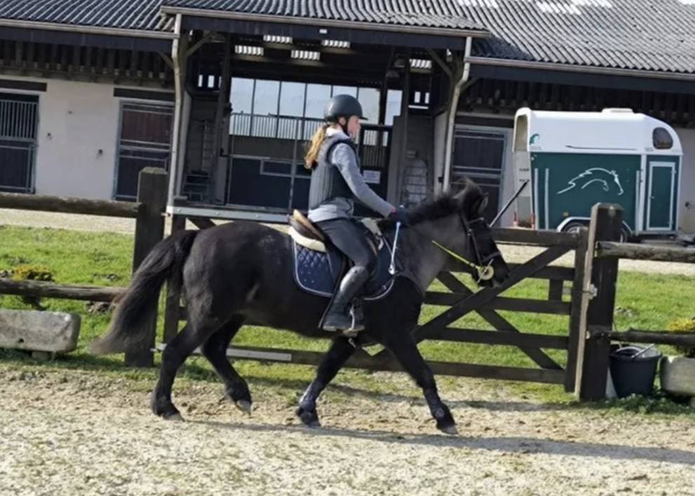 Jument cheval islandais