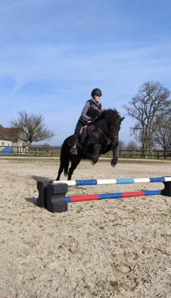 Jument cheval islandais