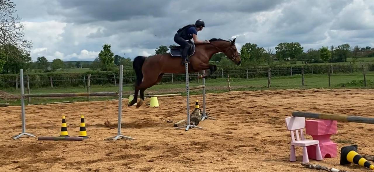 Cheval Jument Selle Fran&ccedil;ais