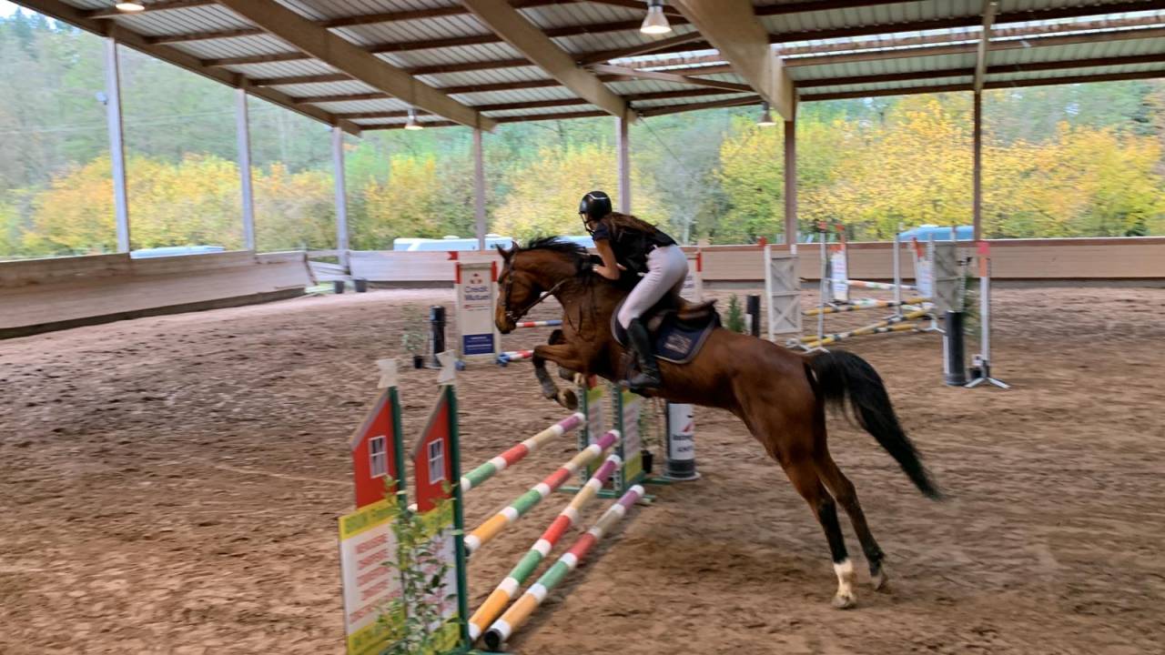 Cheval Jument Selle Fran&ccedil;ais