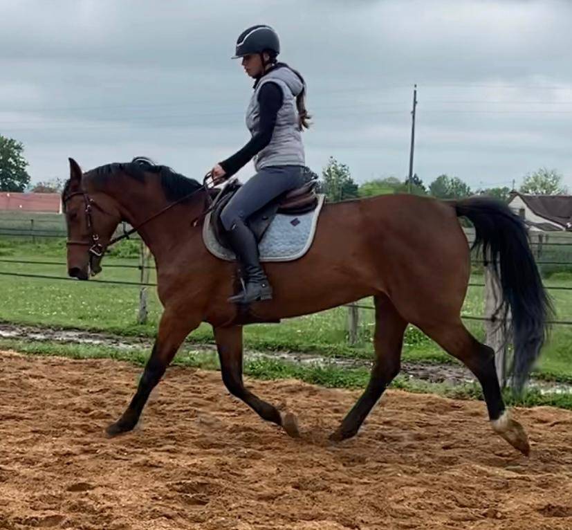 Cheval Jument Selle Fran&ccedil;ais