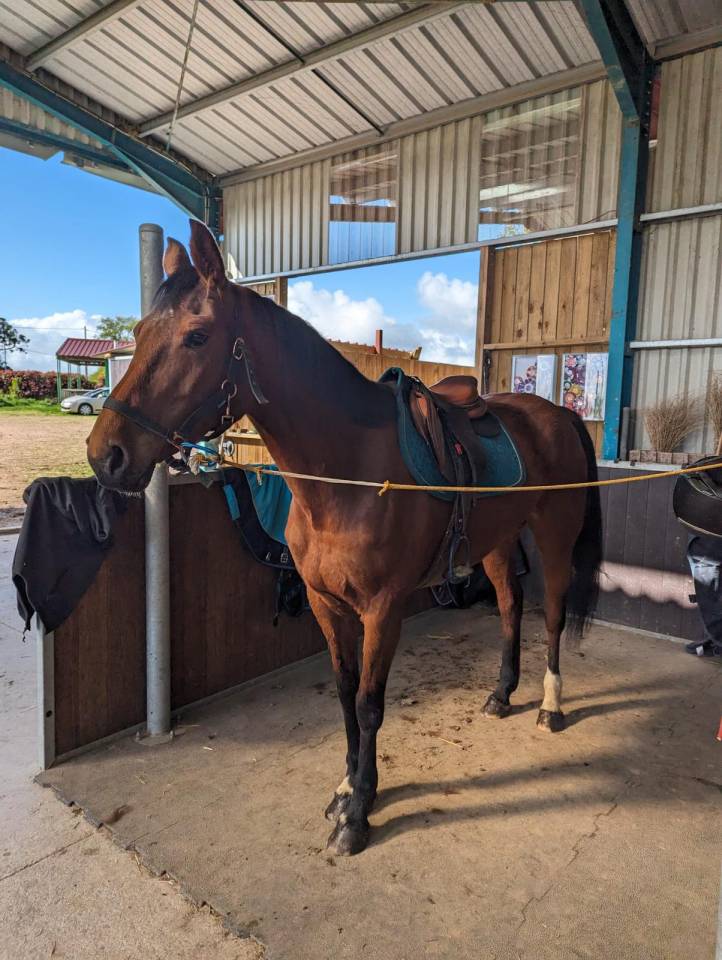 Cheval Jument Selle Fran&ccedil;ais