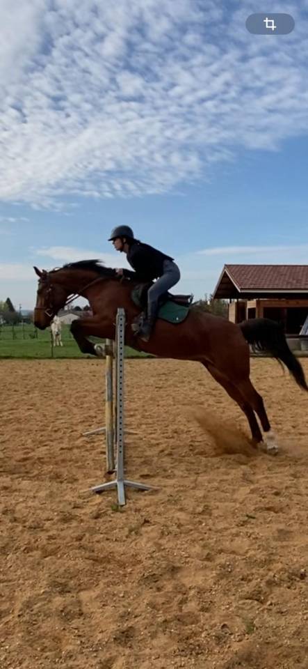 Cheval Jument Selle Fran&ccedil;ais