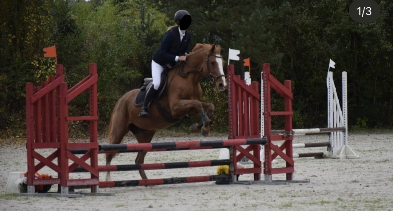 Jument polyvalente 18 ans 