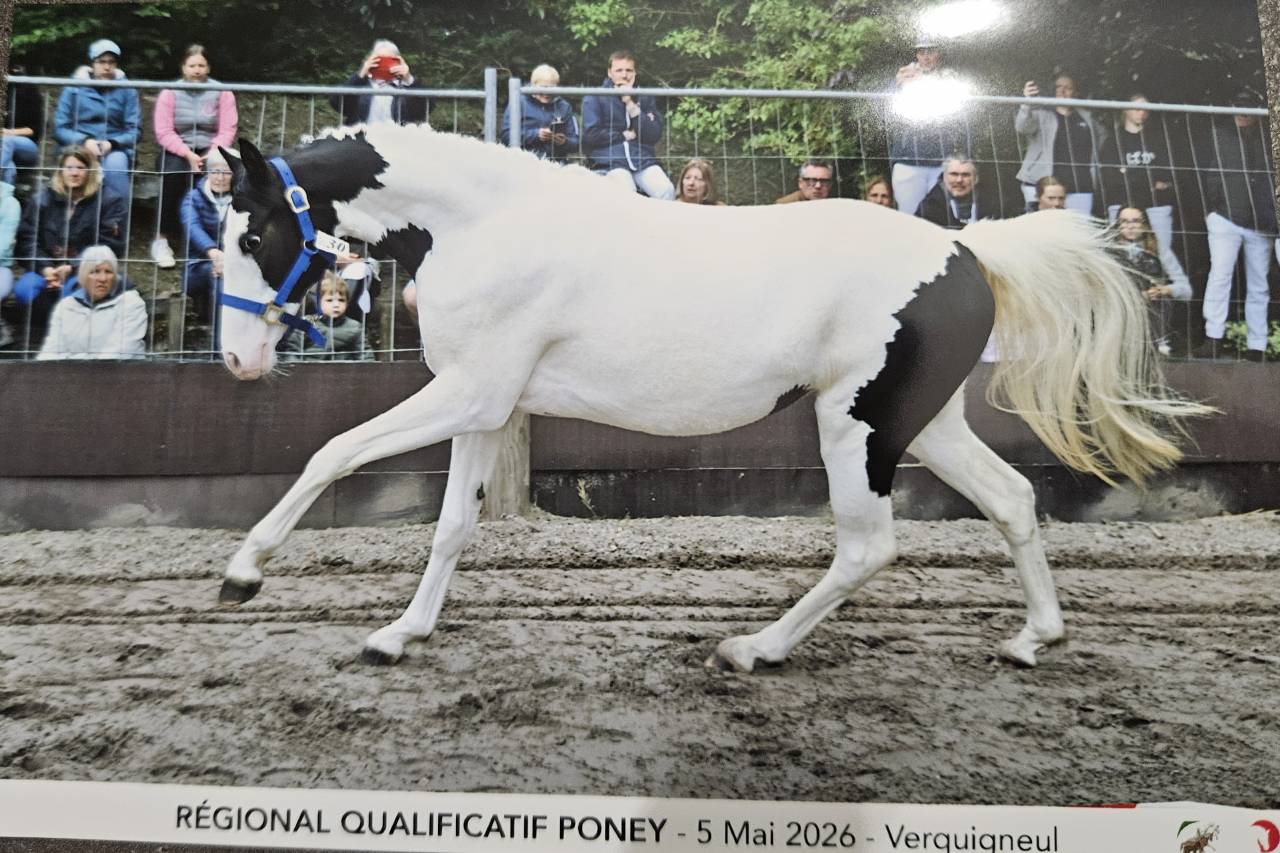 Magnifique ponette de 2 ans taille C