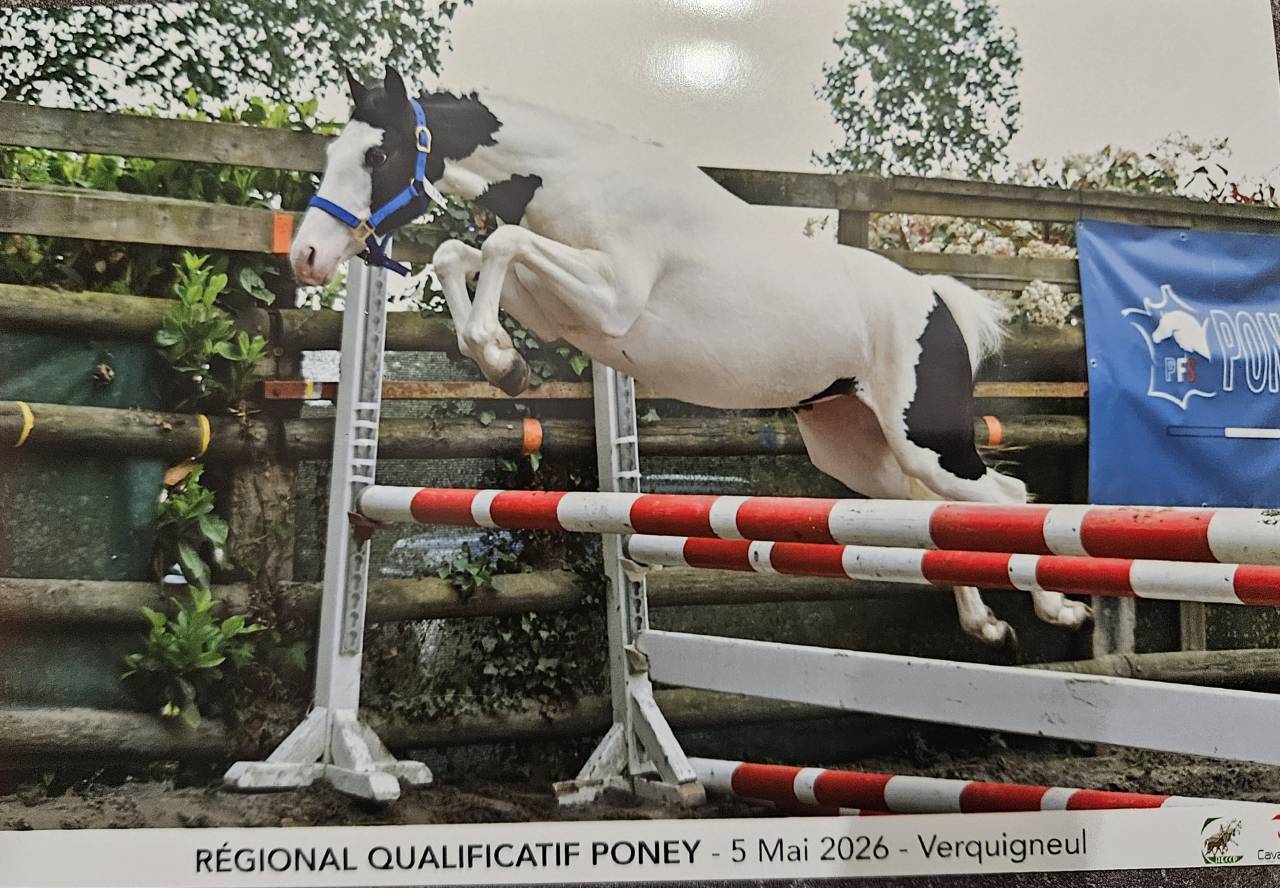 Magnifique ponette de 2 ans taille C