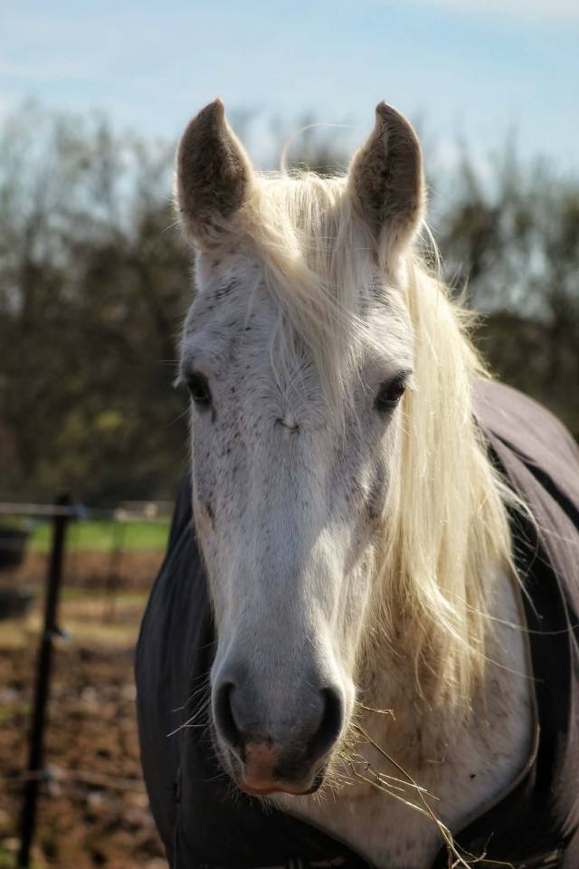 Jument Irish Cob x Barbe 