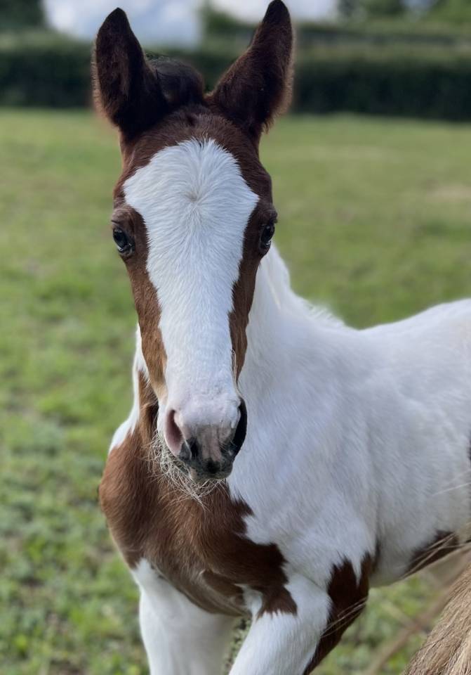 Foal pie SF par Quel homme de hus 