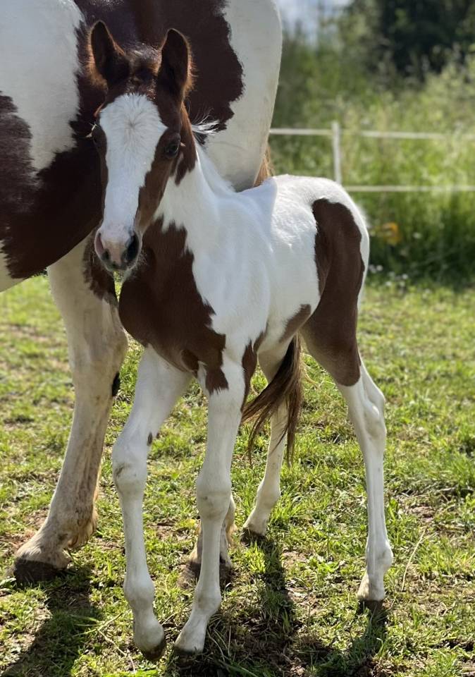 Foal pie SF par Quel homme de hus 