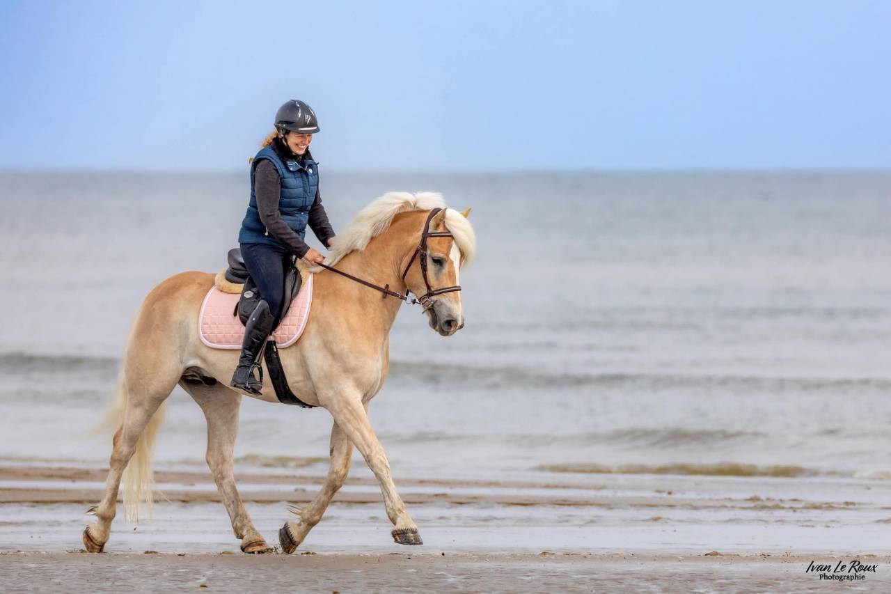 Cheval hongre 6 ans 1m58 polyvalent 