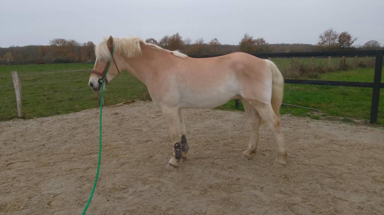 Cheval hongre 6 ans 1m58 polyvalent 