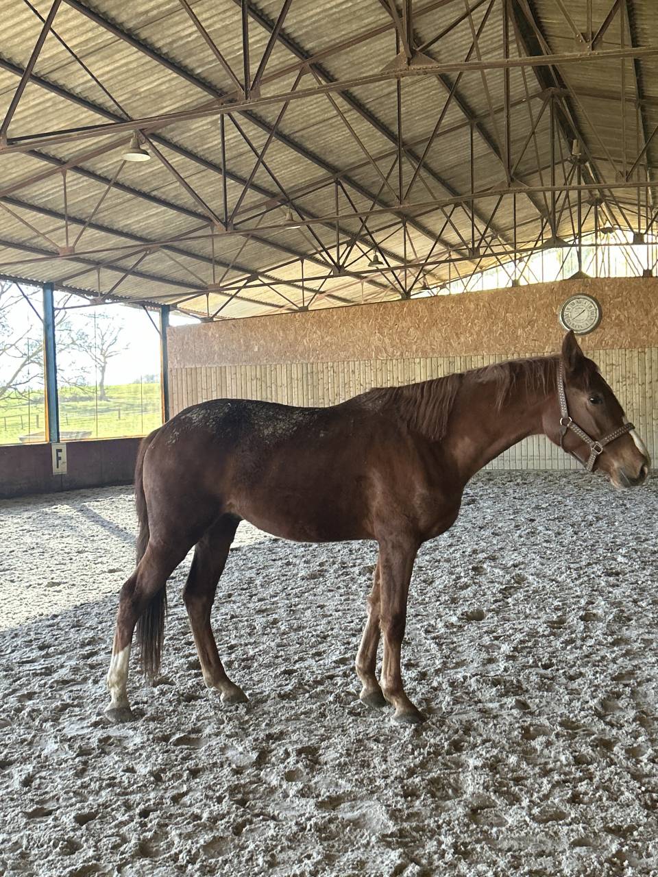Magnifique 3 ans par Mylord Carthago