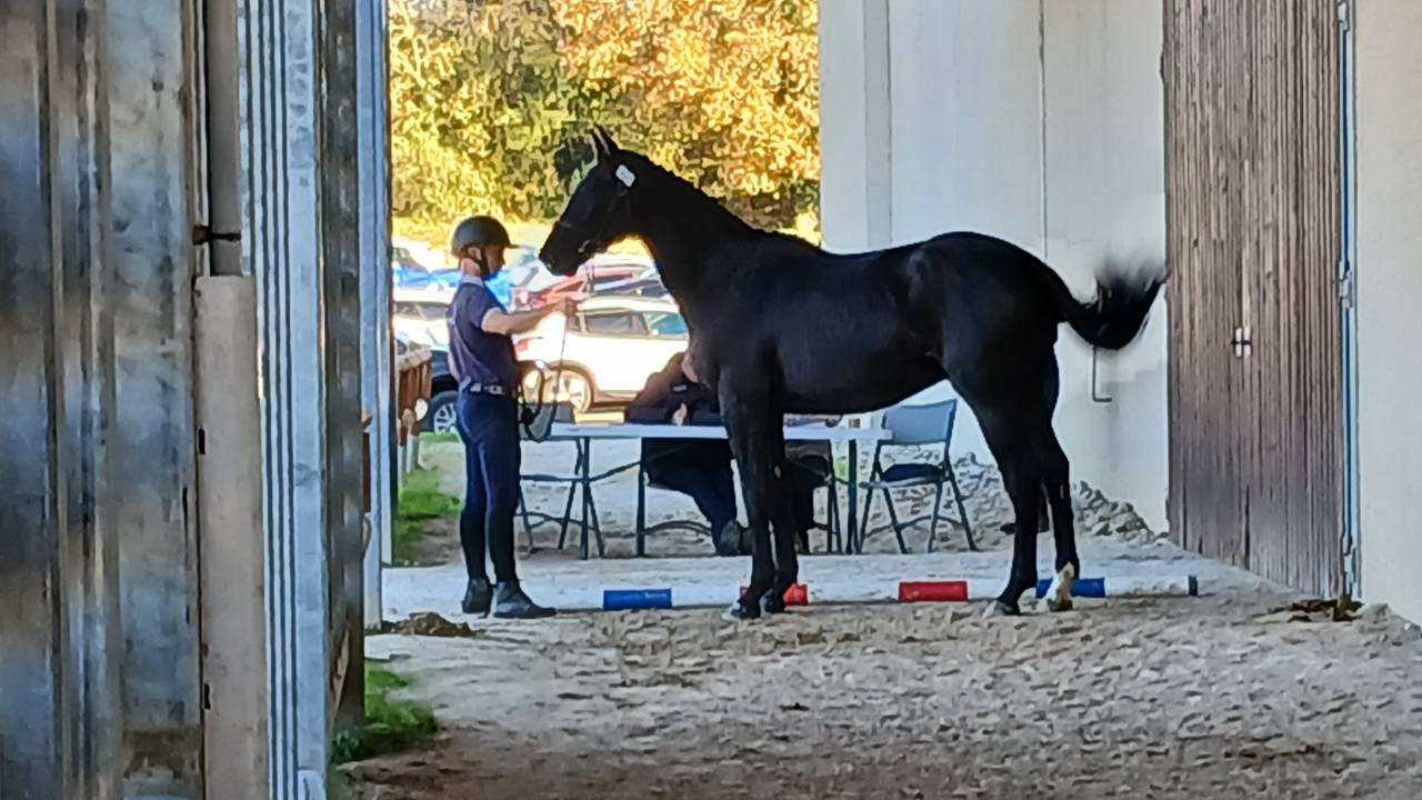 Hongre 3 ans GLASGOW W VH MERELSNEST X Elan de la Cour 