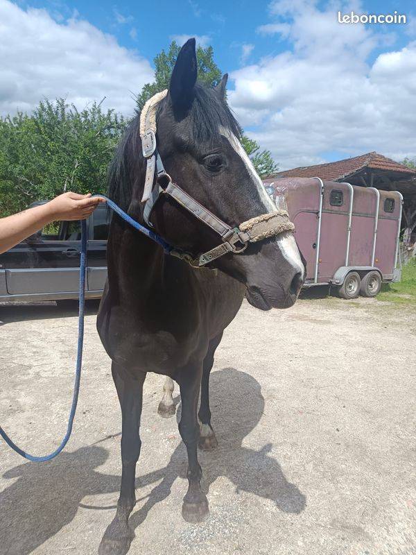 Love me du mont joly
