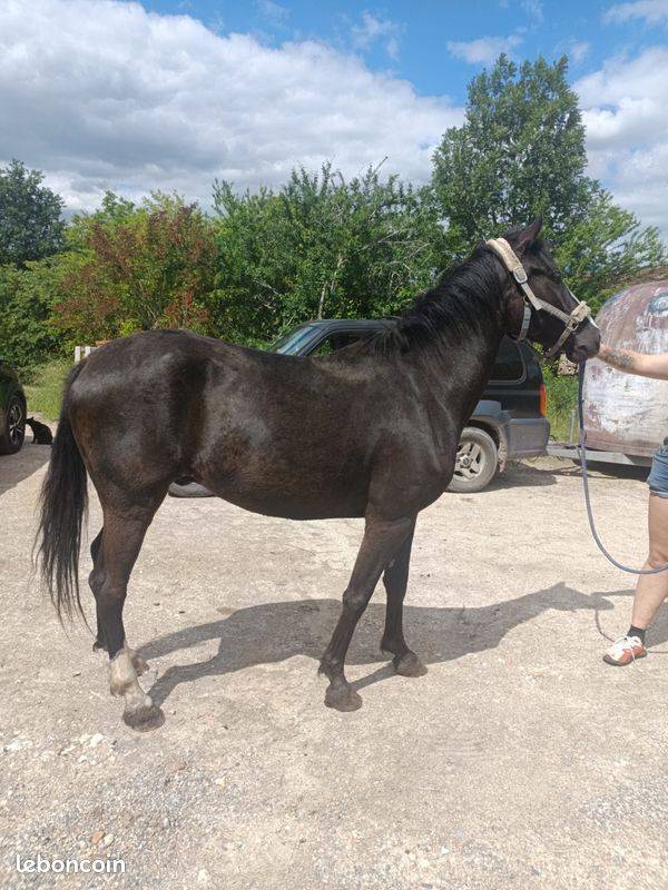 Love me du mont joly