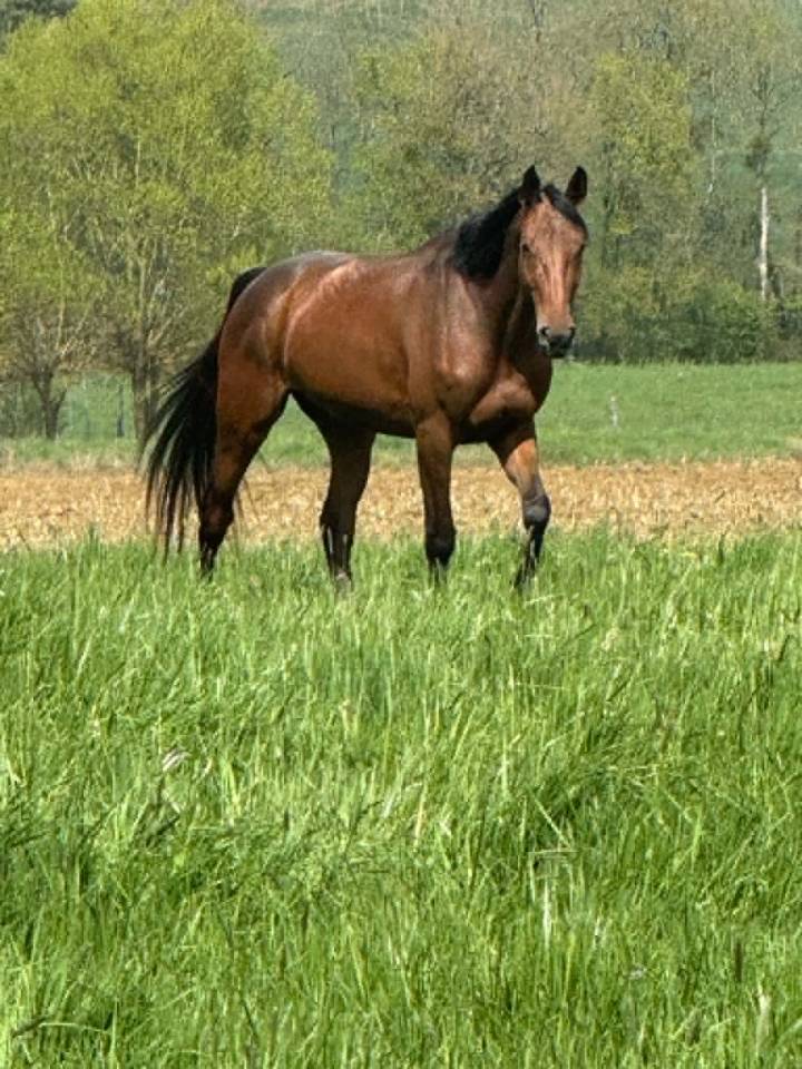 Jeune jument de 4 ans