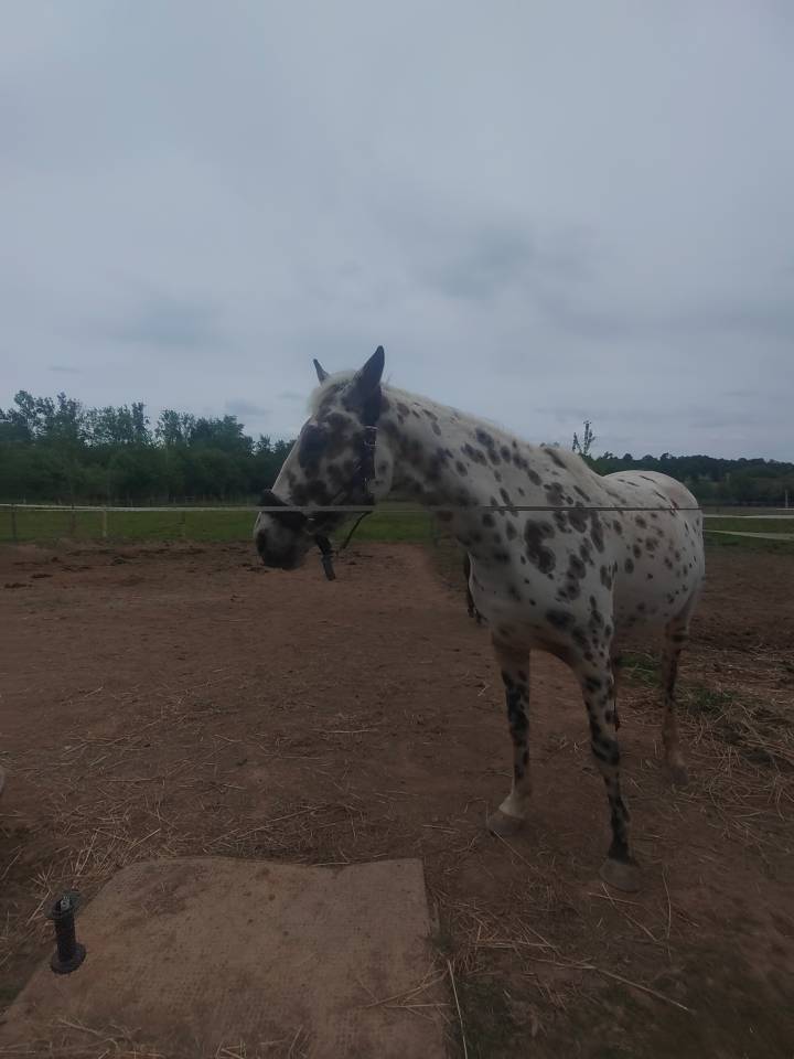 Propose droit &agrave; l'embryon jument sport l&eacute;opard 