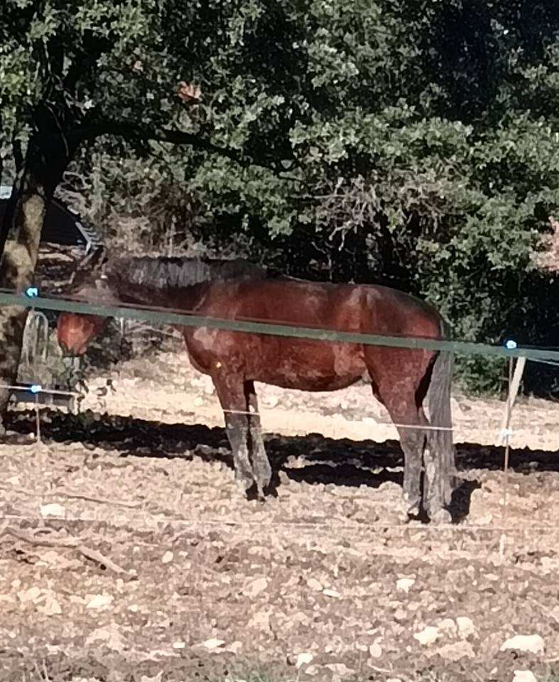 Trotteur fran&ccedil;ais &agrave; vendre