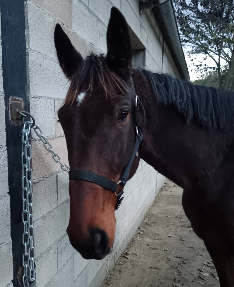 Trotteur fran&ccedil;ais &agrave; vendre