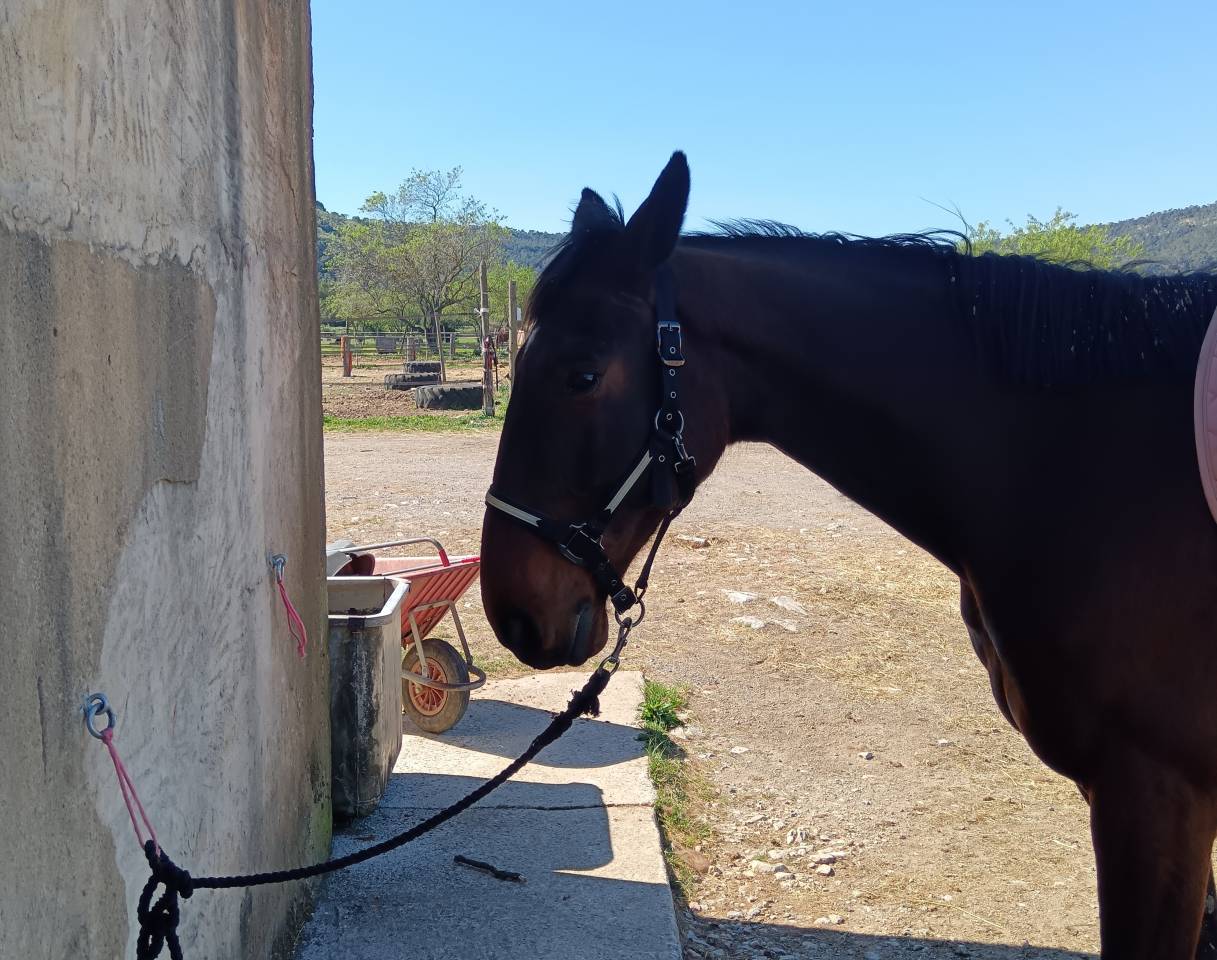 Trotteur fran&ccedil;ais &agrave; vendre
