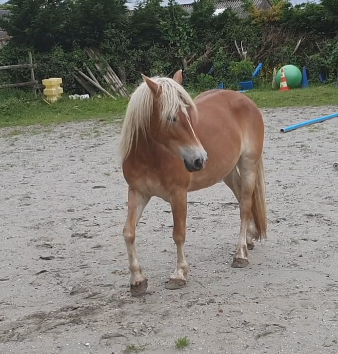 jument haflinger 5 ans non debourr&eacute;e