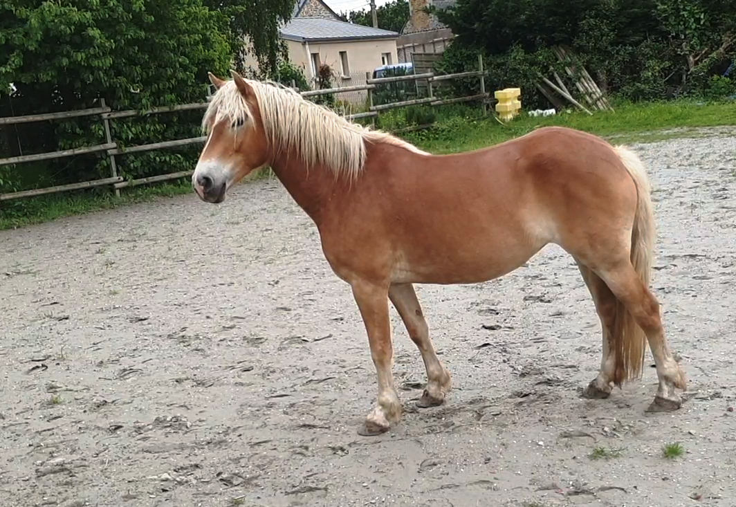 jument haflinger 5 ans non debourr&eacute;e