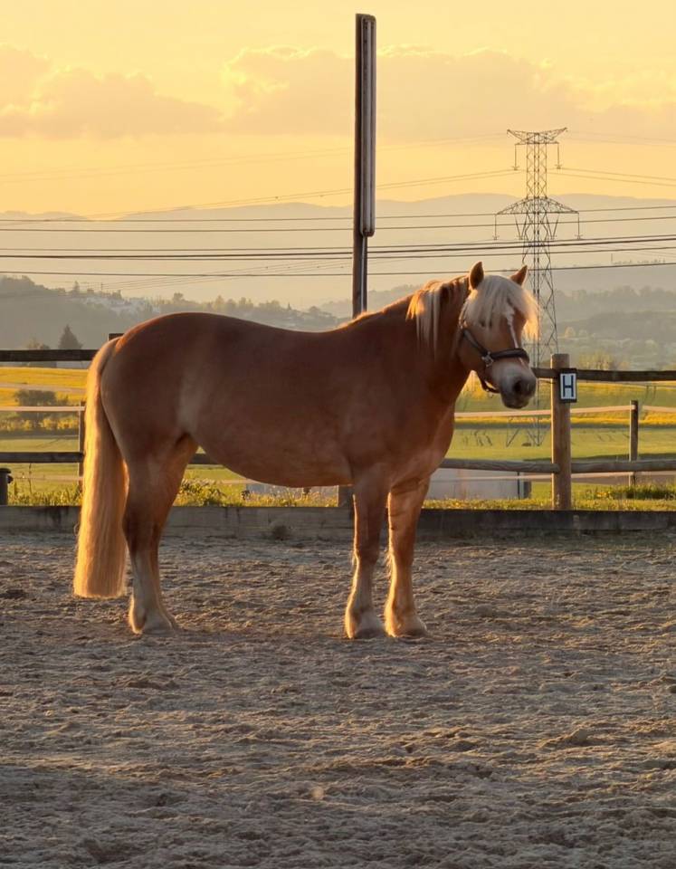 Ponette haflinger