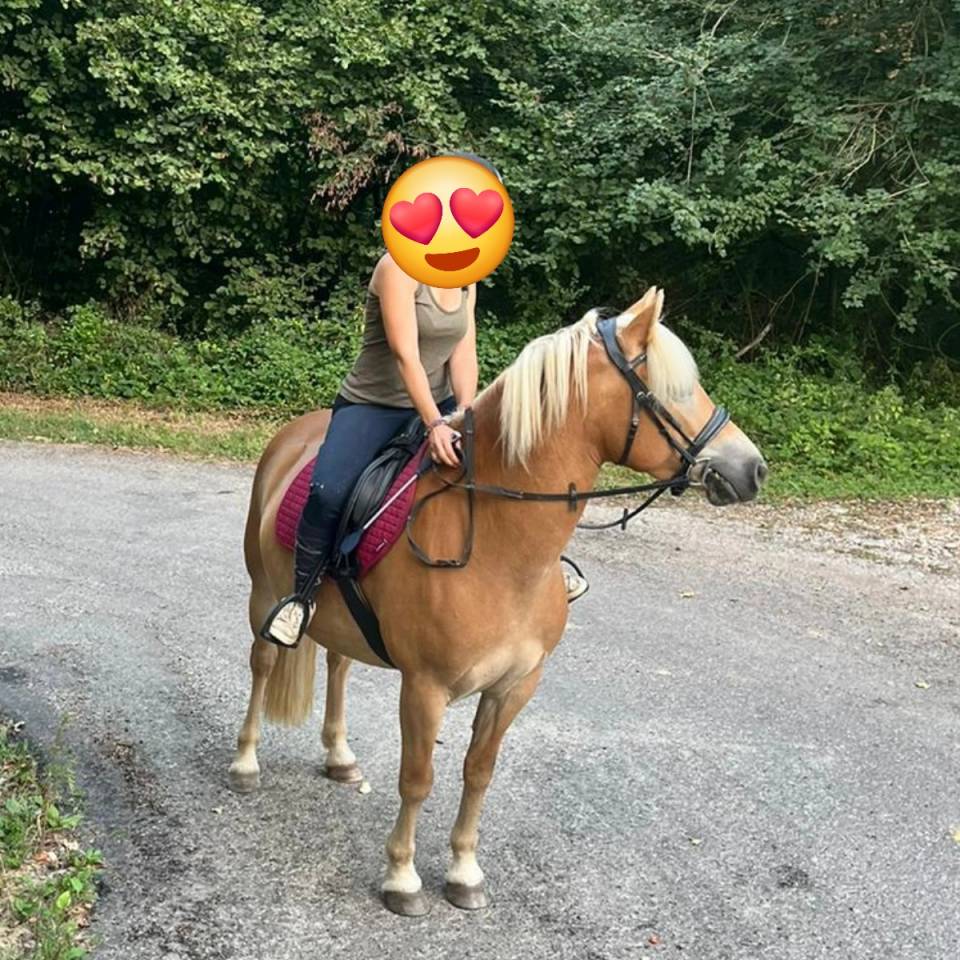 Ponette haflinger