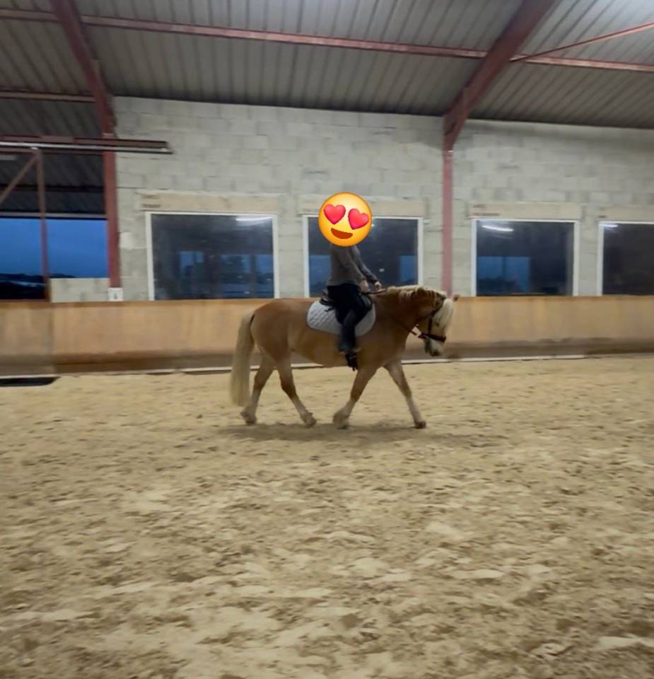 Ponette haflinger