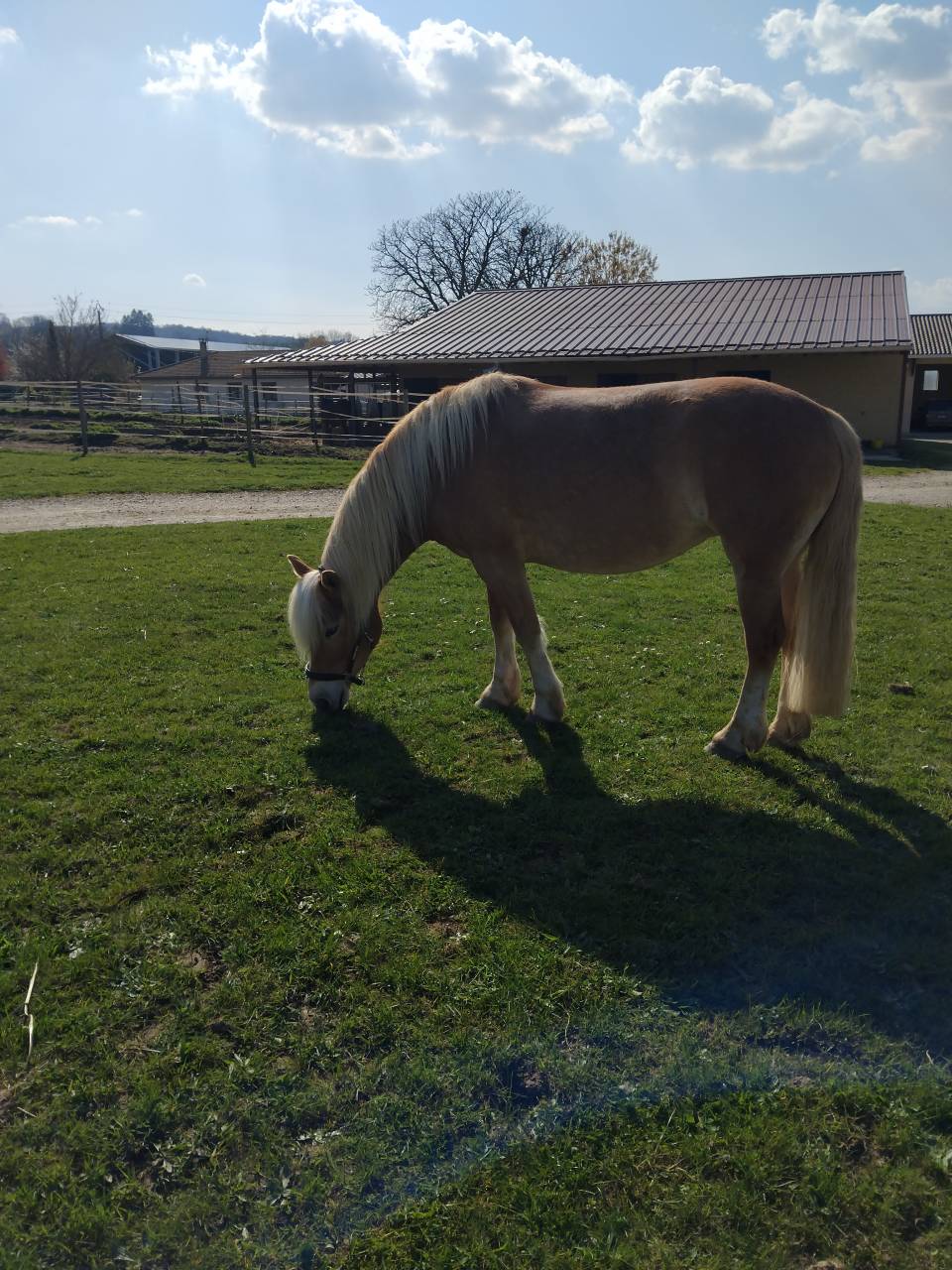 Ponette haflinger