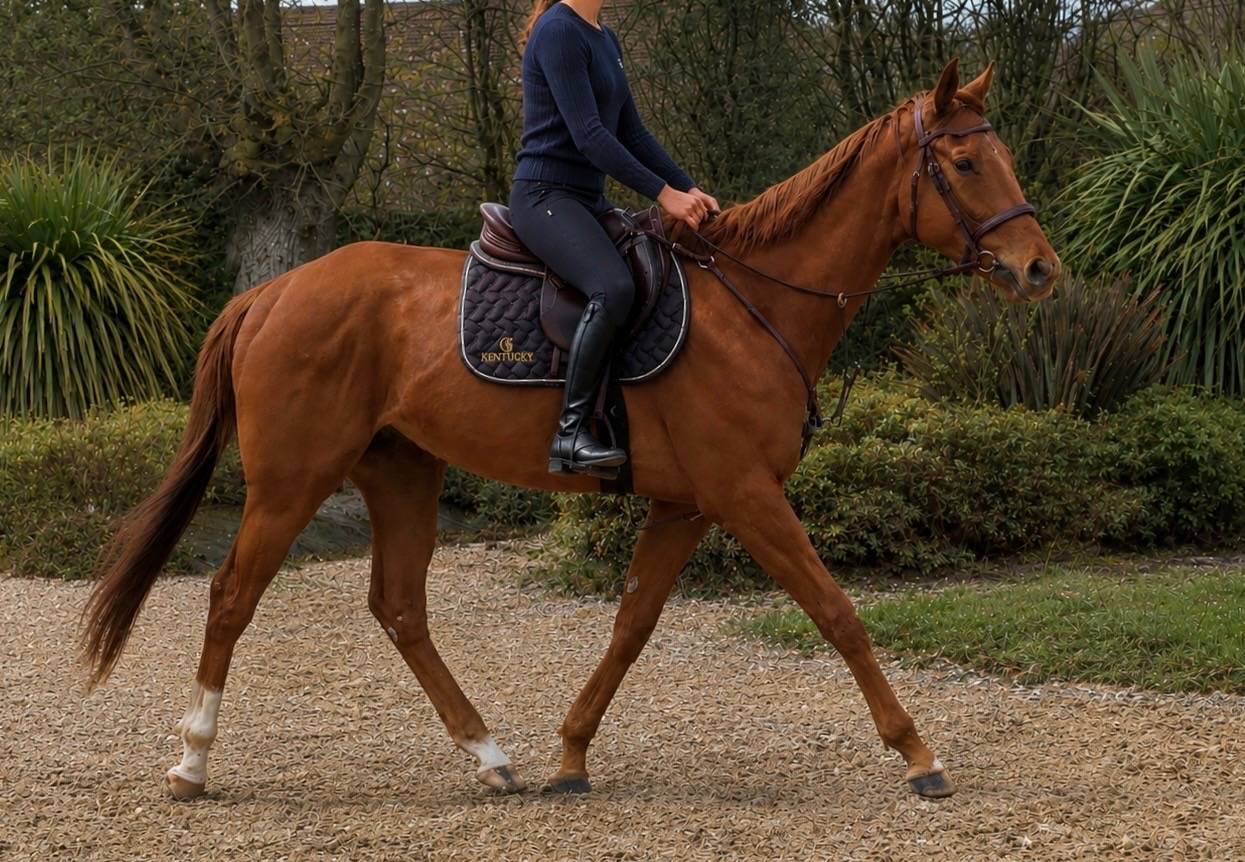Hongre debourr&eacute; proche de l&rsquo;homme et  attachant 