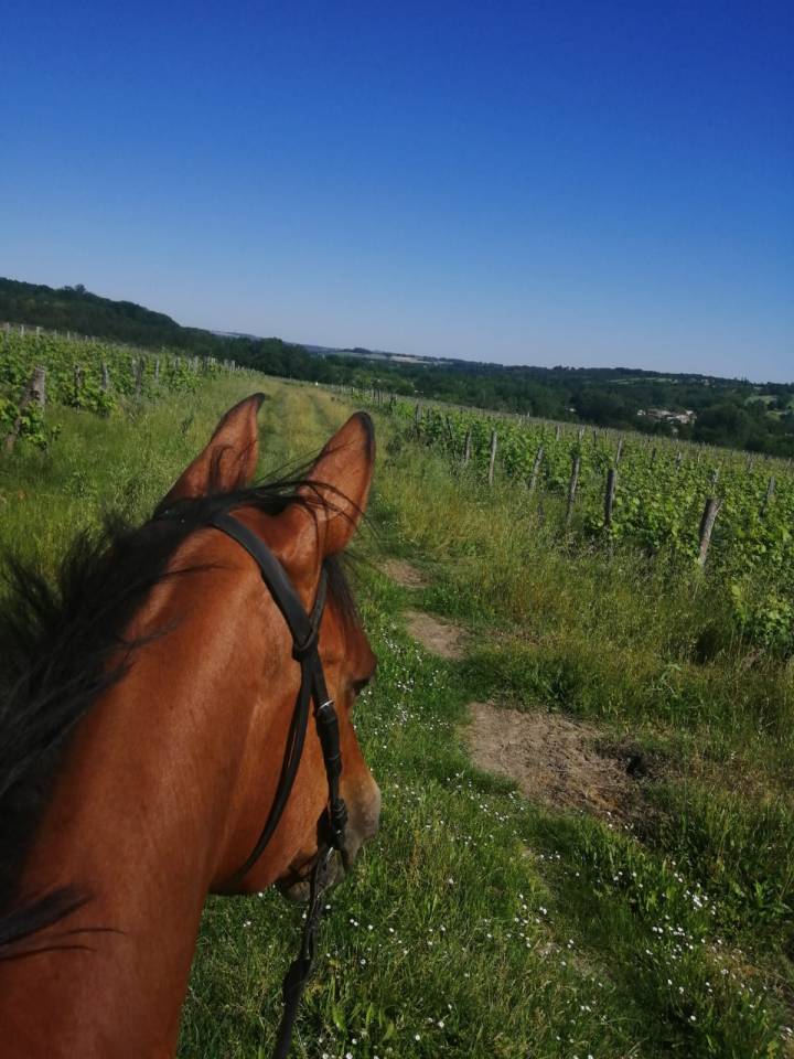 Magnifique jument KWPN 16 ans