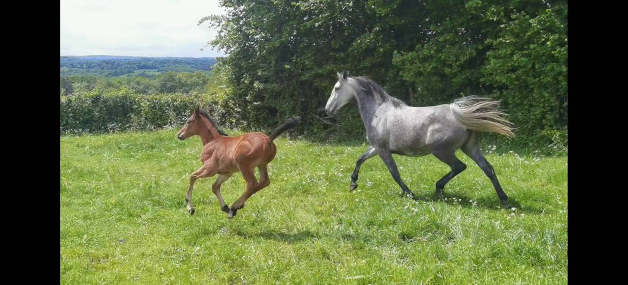 Rare poulain par all star 5