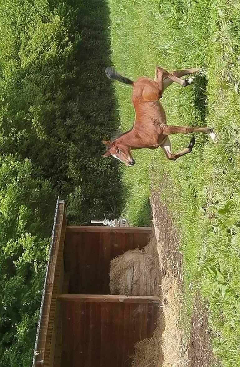 Rare poulain par all star 5
