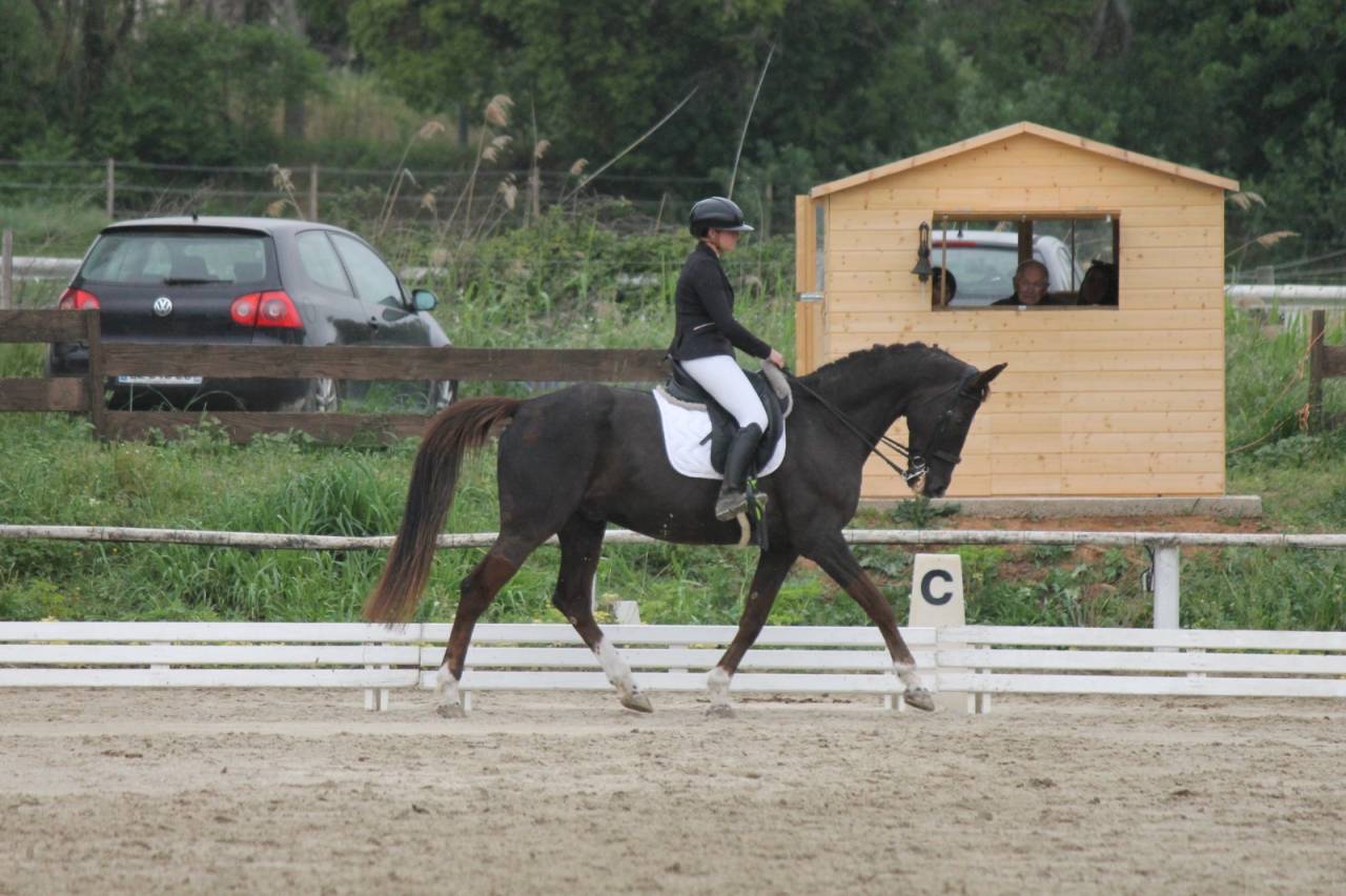 &Agrave; vendre cheval de compagnie 